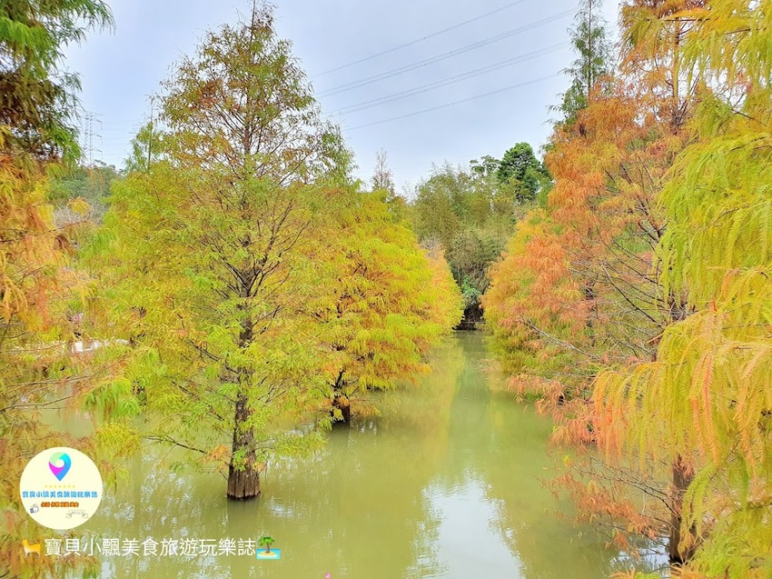 [遊]苗栗 欣賞美麗落羽松 來苗栗就對了 台三線101K 三灣落羽松