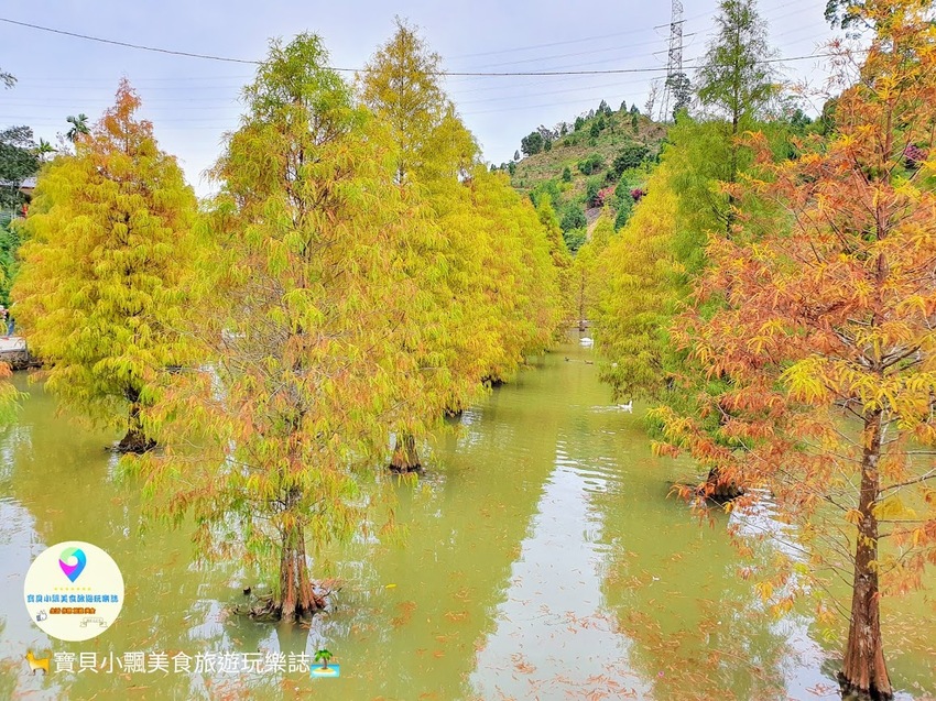 [遊]苗栗 欣賞美麗落羽松 來苗栗就對了 台三線101K 三灣落羽松