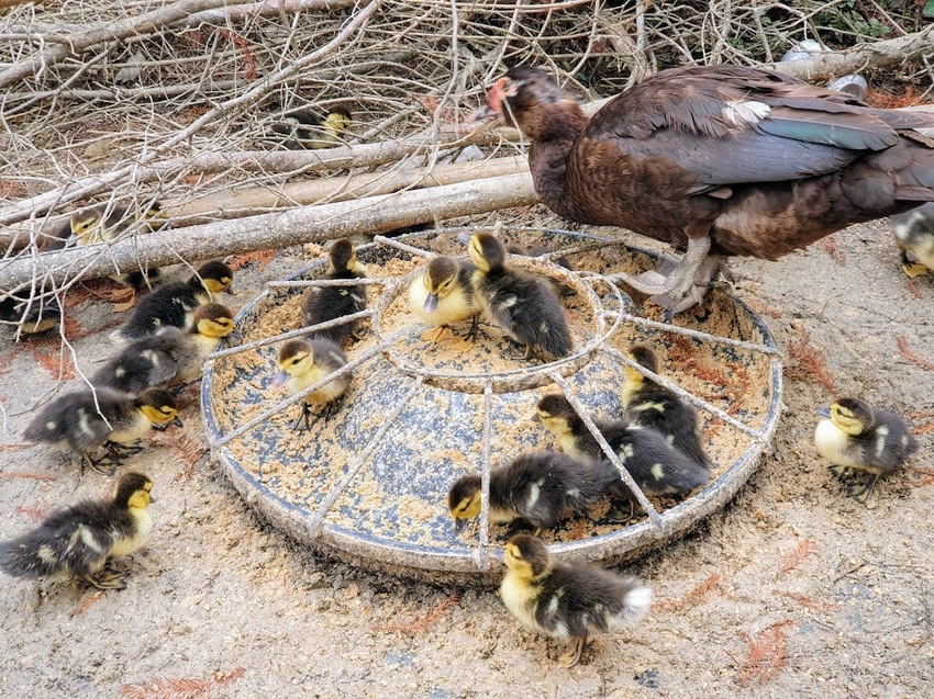 [遊]苗栗 欣賞美麗落羽松 來苗栗就對了 台三線101K 三灣落羽松