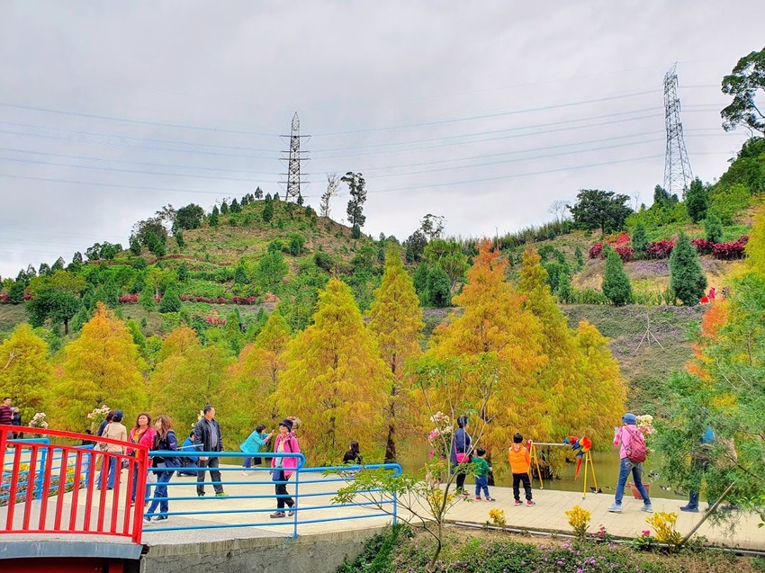 [遊]苗栗 欣賞美麗落羽松 來苗栗就對了 台三線101K 三灣落羽松