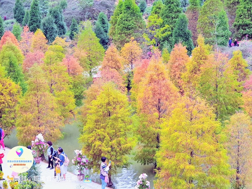 [遊]苗栗 欣賞美麗落羽松 來苗栗就對了 台三線101K 三灣落羽松