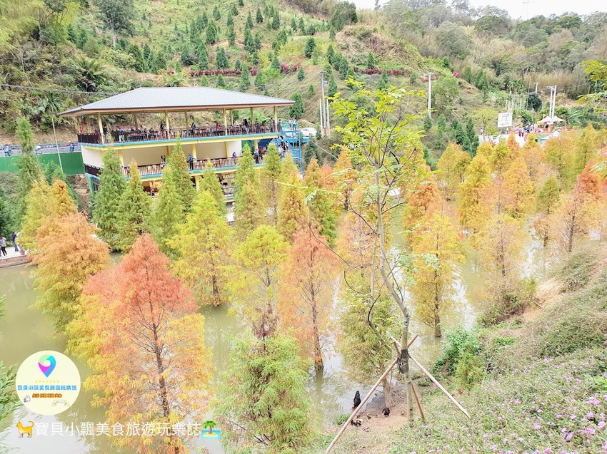 [遊]苗栗 欣賞美麗落羽松 來苗栗就對了 台三線101K 三灣落羽松
