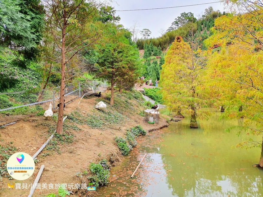 [遊]苗栗 欣賞美麗落羽松 來苗栗就對了 台三線101K 三灣落羽松