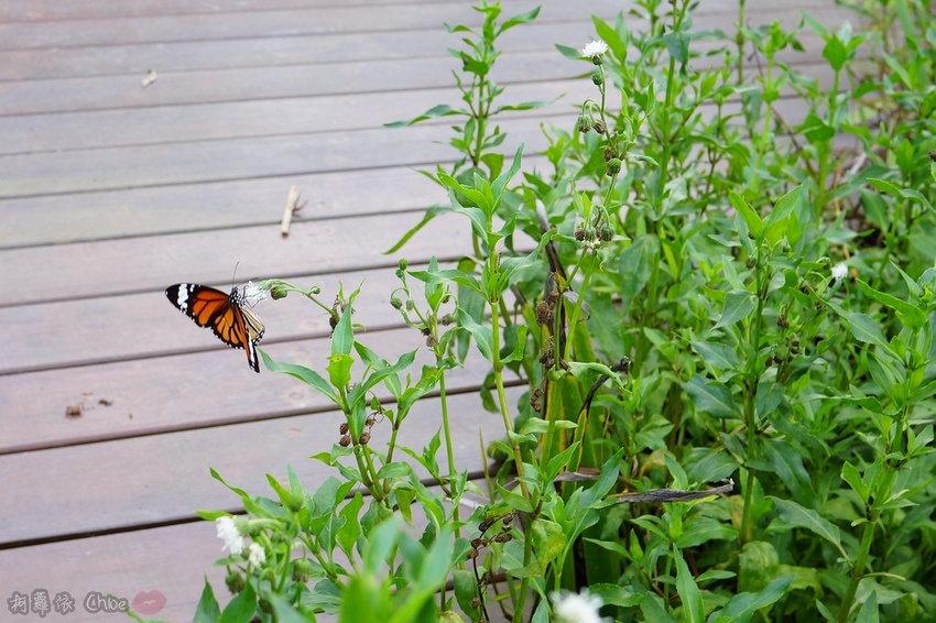 屏東一日遊 185沿山觀光郵輪巴士隨著巴士定點玩透透 親子旅行 山川琉璃吊橋美景➡️隘寮勝利門➡️ 銘泉生態休閒農場Y➡️萬金教堂➡️赤山社區黑搓巧53.JPG