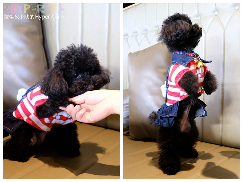 台中個人鍋,台中南屯火鍋,台中南屯美食,台中南屯聚餐餐廳,台中寵物友善餐廳,台中涮涮鍋,台中火鍋,台中火鍋推薦,台中美食,台中聚餐餐廳,麋鹿の鍋物,麋鹿鍋物 @強生與小吠的Hyper人蔘~