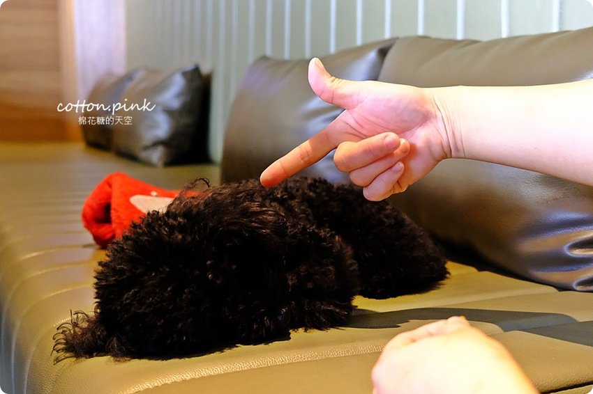 台中薑母鴨大升級-優雅版薑母鴨火鍋就在麋鹿鍋物，也能做成鴛鴦鍋喔！