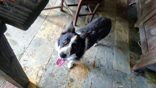 46495591_2145705495461128_9017538065656184832_n