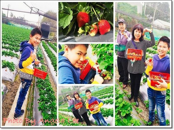 上品草莓園組圖.jpg