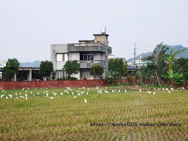 【苗栗公館住宿】和風民宿%26;和風食堂 #一泊二食 #客家美食 #自行車 #落羽松 #咖啡烘豆 #手沖咖啡 #親子住宿 (27).JPG
