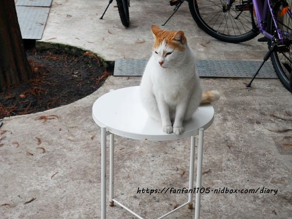 【苗栗公館住宿】和風民宿%26;和風食堂 #一泊二食 #客家美食 #自行車 #落羽松 #咖啡烘豆 #手沖咖啡 #親子住宿 (39).JPG