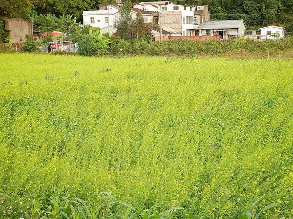 和風民宿&食堂：和風民宿&食堂-苗栗公館住宿  全家一起出遊的好地方  遠離繁雜的城市  到鄉下呼吸新鮮空氣  一泊二食cp值最高