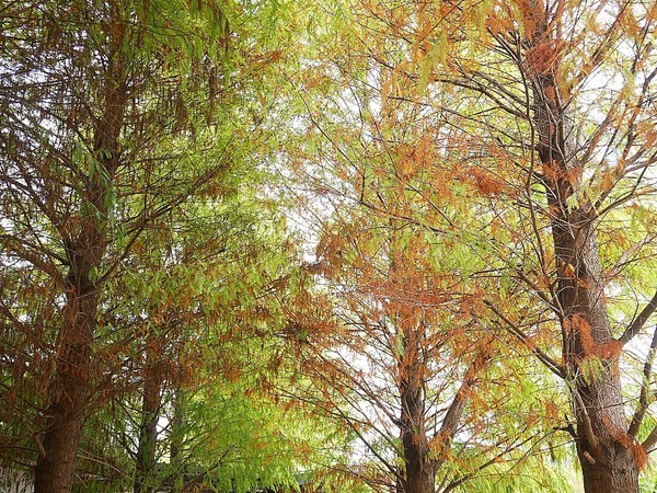 和風民宿&食堂：和風民宿&食堂-苗栗公館住宿  全家一起出遊的好地方  遠離繁雜的城市  到鄉下呼吸新鮮空氣  一泊二食cp值最高