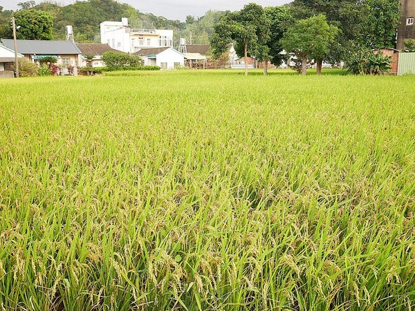 和風民宿&食堂：和風民宿&食堂-苗栗公館住宿  全家一起出遊的好地方  遠離繁雜的城市  到鄉下呼吸新鮮空氣  一泊二食cp值最高