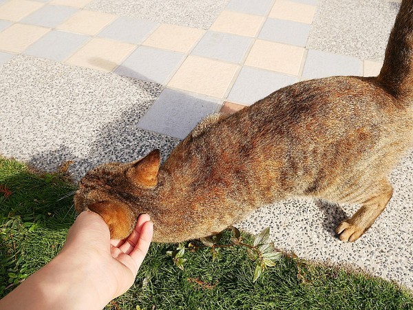 和風民宿&食堂：和風民宿&食堂-苗栗公館住宿  全家一起出遊的好地方  遠離繁雜的城市  到鄉下呼吸新鮮空氣  一泊二食cp值最高