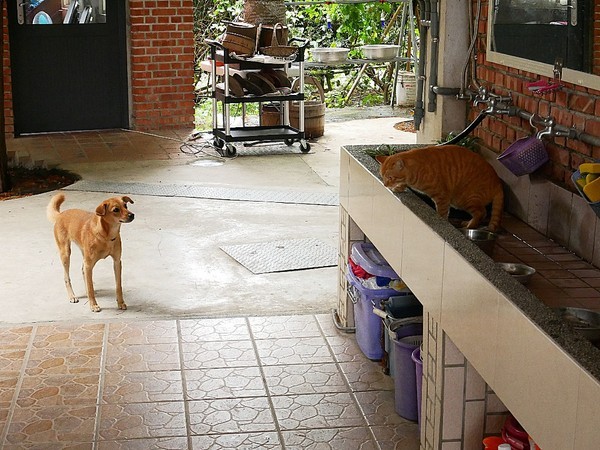 和風民宿&食堂：和風民宿&食堂-苗栗公館住宿  全家一起出遊的好地方  遠離繁雜的城市  到鄉下呼吸新鮮空氣  一泊二食cp值最高