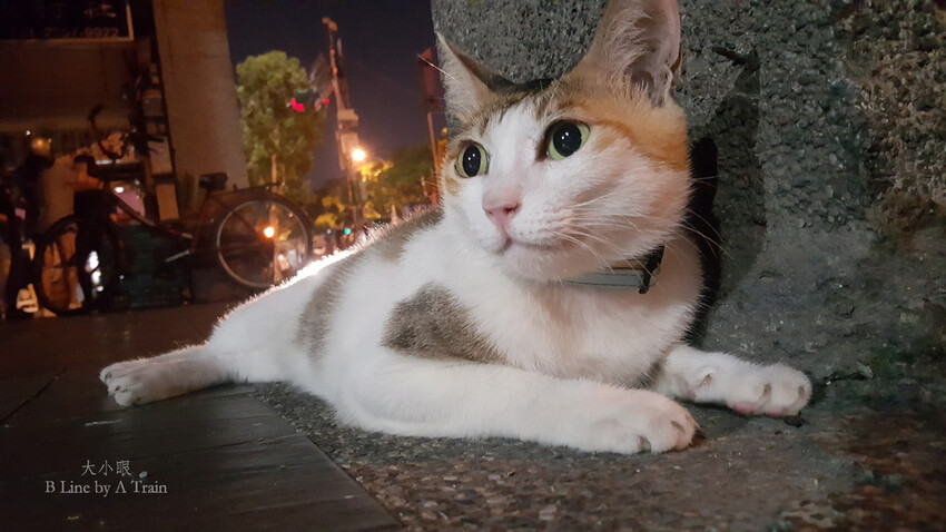 台北市中正區B Line | 隱身老房內的經典小酒吧