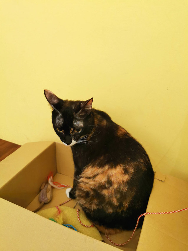 milk boxes 餓貓等一下 (14)