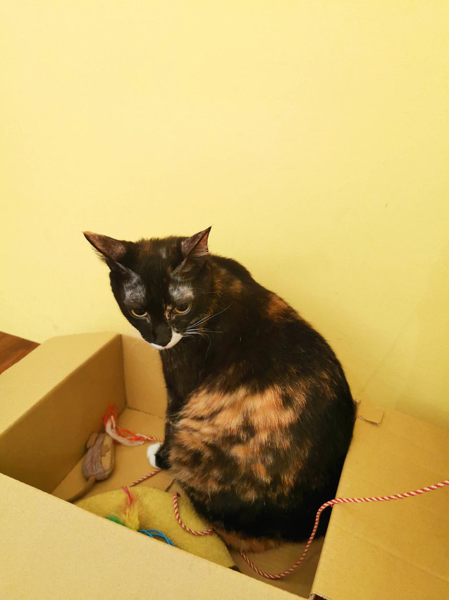 milk boxes 餓貓等一下 (15)