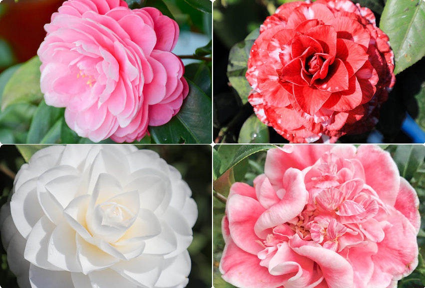 東麗風店 茶花 咖啡 台中咖啡館38