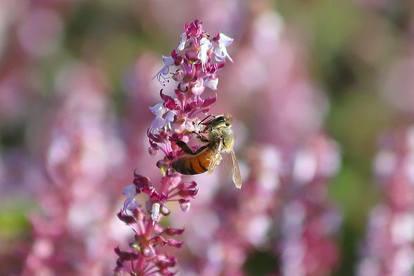 47190362_1990993821197894_2632087286203809792_o