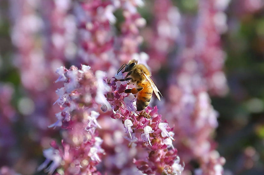 47063541_1990993827864560_8538297909597175808_o