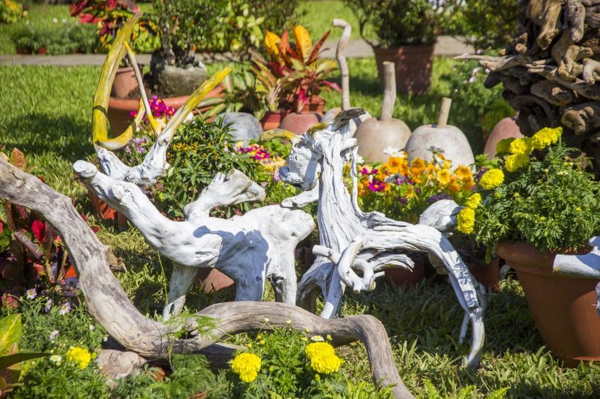 【台北展覽】菊世遨遊／2018士林官邸菊展～跟著變化萬千的菊花一日遊世界