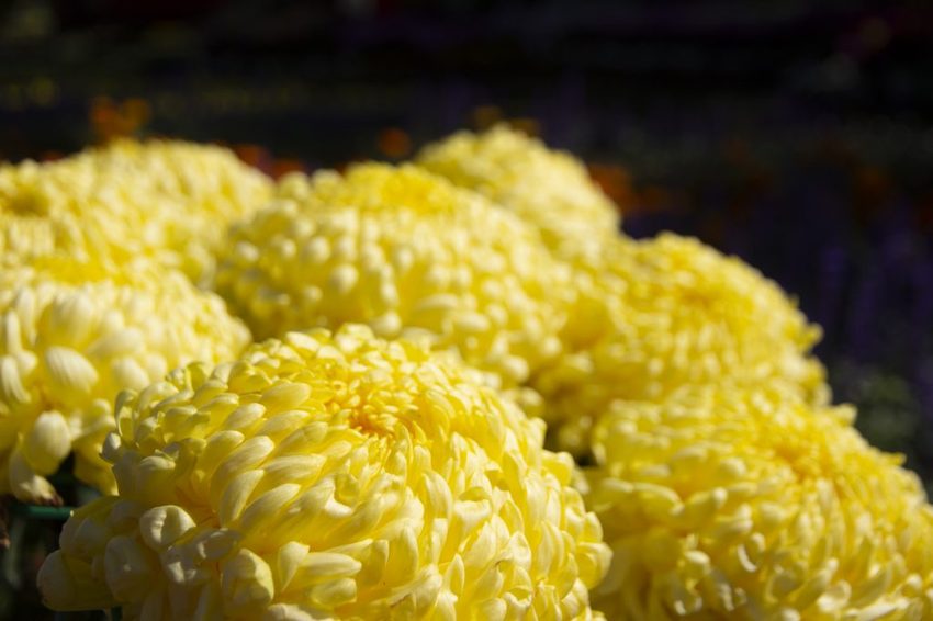 【台北展覽】菊世遨遊／2018士林官邸菊展～跟著變化萬千的菊花一日遊世界