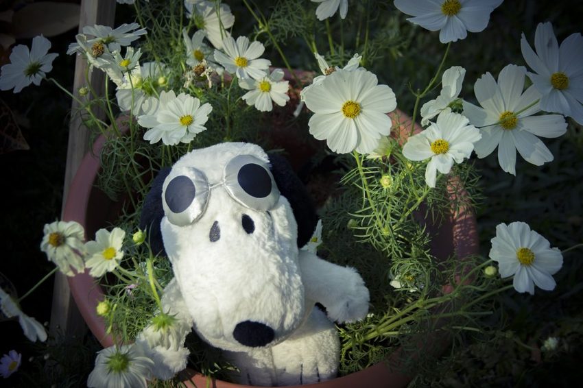 【台北展覽】菊世遨遊／2018士林官邸菊展～跟著變化萬千的菊花一日遊世界