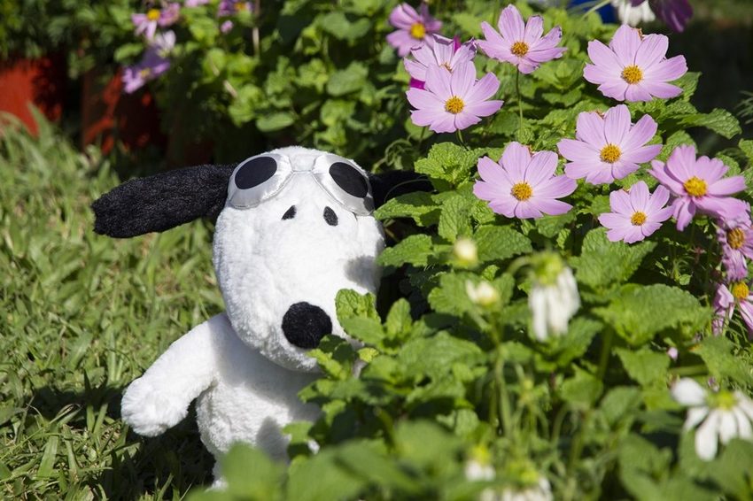 【台北展覽】菊世遨遊／2018士林官邸菊展～跟著變化萬千的菊花一日遊世界