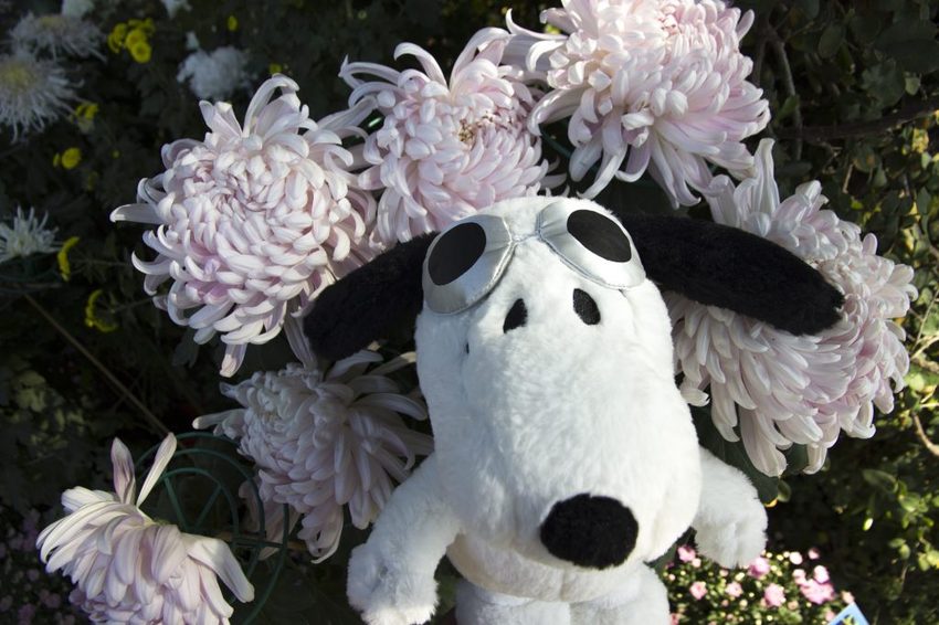 【台北展覽】菊世遨遊／2018士林官邸菊展～跟著變化萬千的菊花一日遊世界