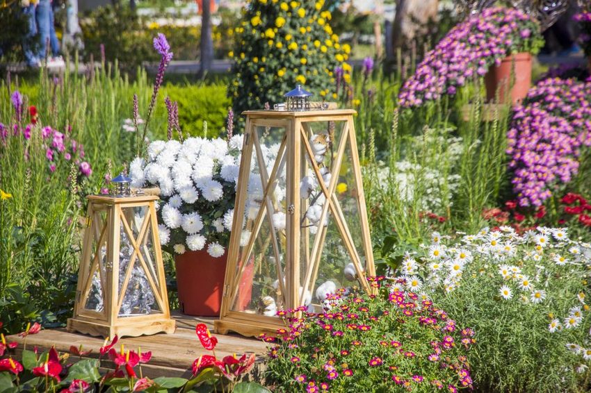 【台北展覽】菊世遨遊／2018士林官邸菊展～跟著變化萬千的菊花一日遊世界