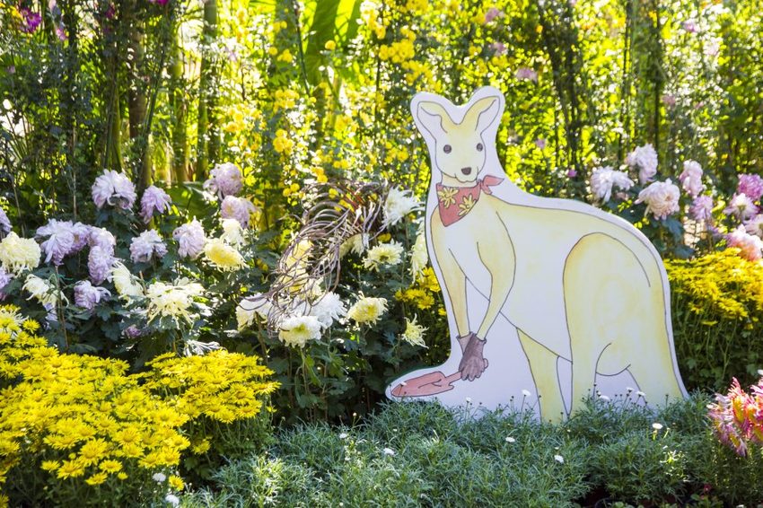 【台北展覽】菊世遨遊／2018士林官邸菊展～跟著變化萬千的菊花一日遊世界