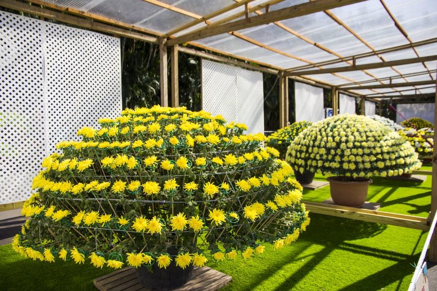 【台北展覽】菊世遨遊／2018士林官邸菊展～跟著變化萬千的菊花一日遊世界