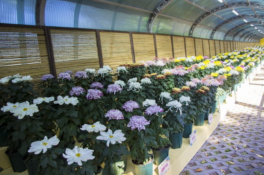 【台北展覽】菊世遨遊／2018士林官邸菊展～跟著變化萬千的菊花一日遊世界