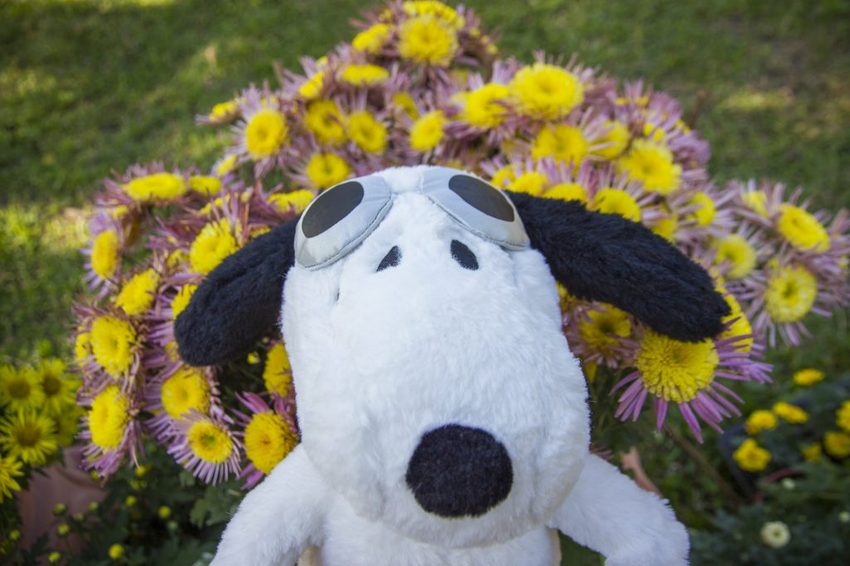 【台北展覽】菊世遨遊／2018士林官邸菊展～跟著變化萬千的菊花一日遊世界