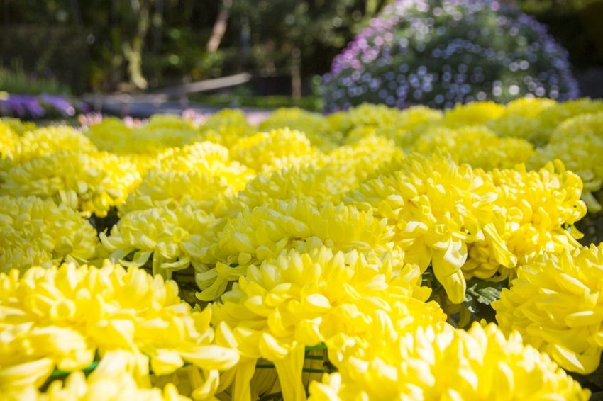 【台北展覽】菊世遨遊／2018士林官邸菊展～跟著變化萬千的菊花一日遊世界