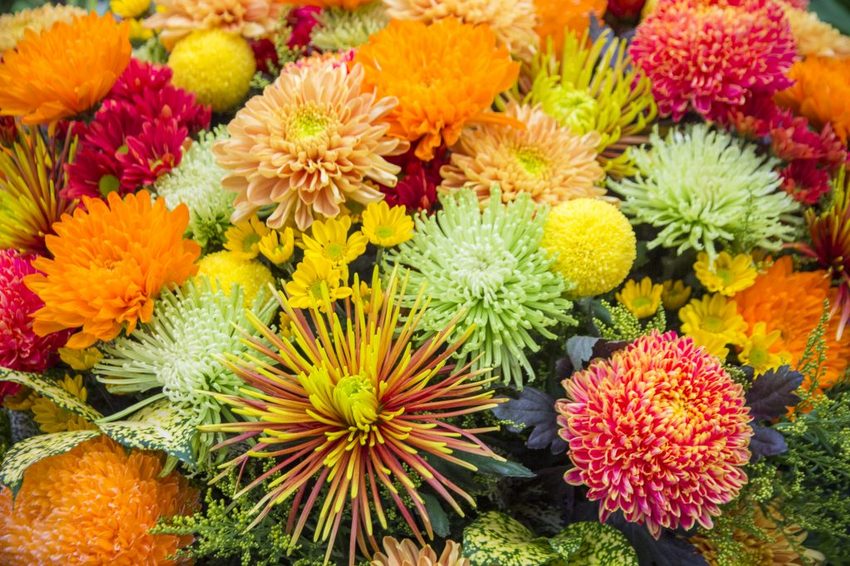 【台北展覽】菊世遨遊／2018士林官邸菊展～跟著變化萬千的菊花一日遊世界