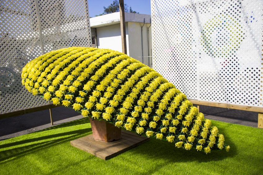 【台北展覽】菊世遨遊／2018士林官邸菊展～跟著變化萬千的菊花一日遊世界