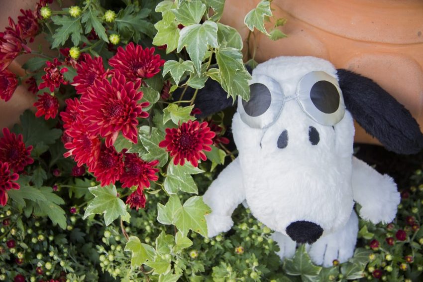 【台北展覽】菊世遨遊／2018士林官邸菊展～跟著變化萬千的菊花一日遊世界