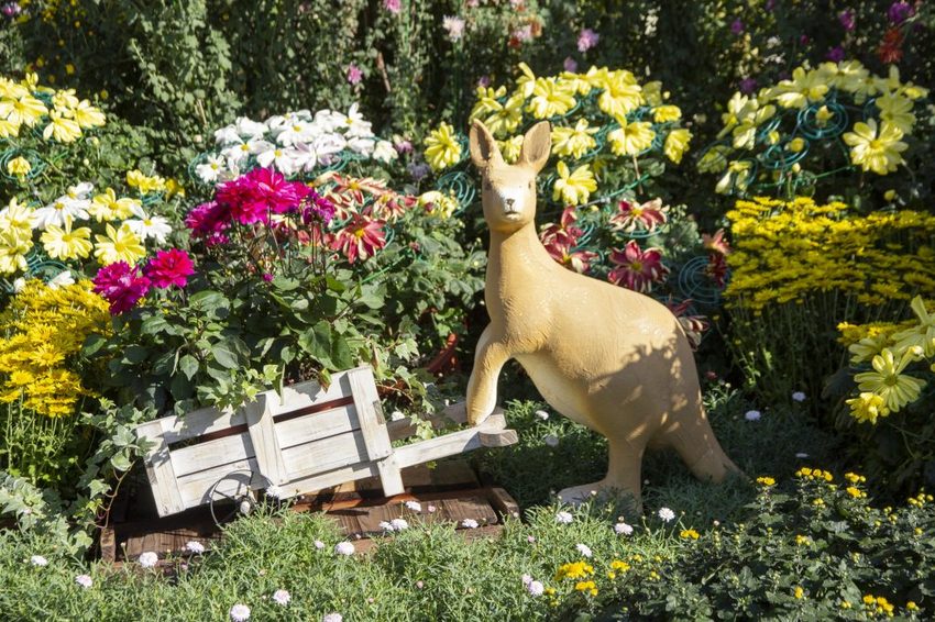 【台北展覽】菊世遨遊／2018士林官邸菊展～跟著變化萬千的菊花一日遊世界