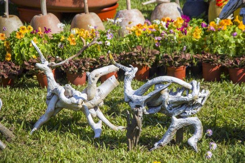 【台北展覽】菊世遨遊／2018士林官邸菊展～跟著變化萬千的菊花一日遊世界