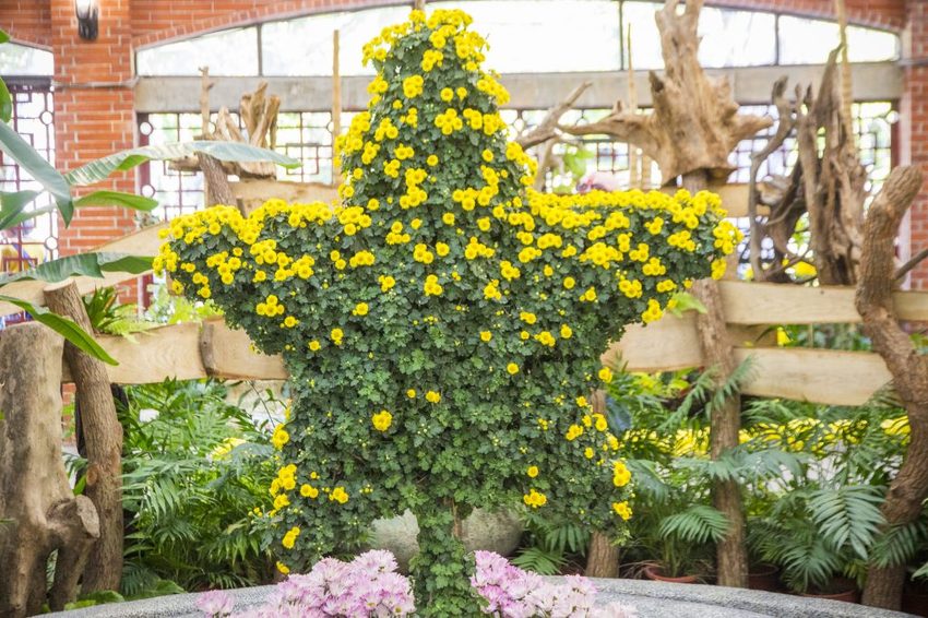 【台北展覽】菊世遨遊／2018士林官邸菊展～跟著變化萬千的菊花一日遊世界