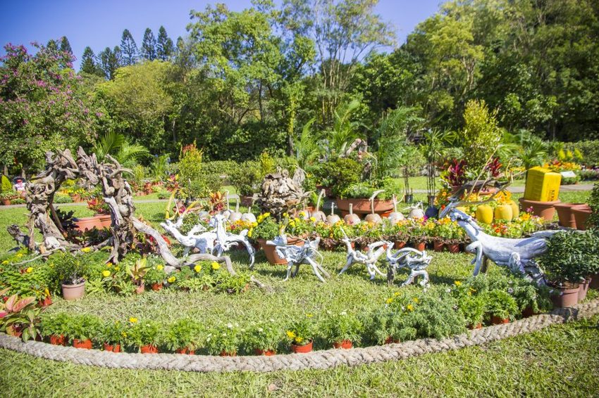 【台北展覽】菊世遨遊／2018士林官邸菊展～跟著變化萬千的菊花一日遊世界