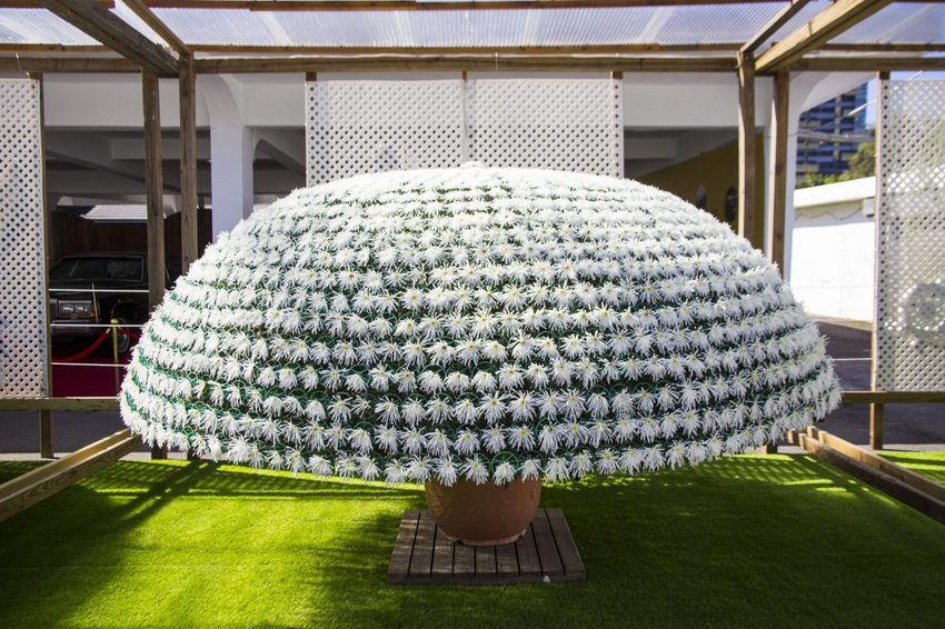 【台北展覽】菊世遨遊／2018士林官邸菊展～跟著變化萬千的菊花一日遊世界