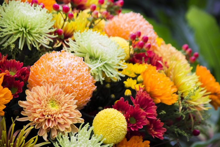 【台北展覽】菊世遨遊／2018士林官邸菊展～跟著變化萬千的菊花一日遊世界