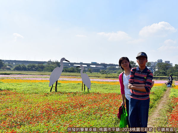 桃園花彩節(平鎮展區)19-白鷺鷥裝置藝術花田.JPG