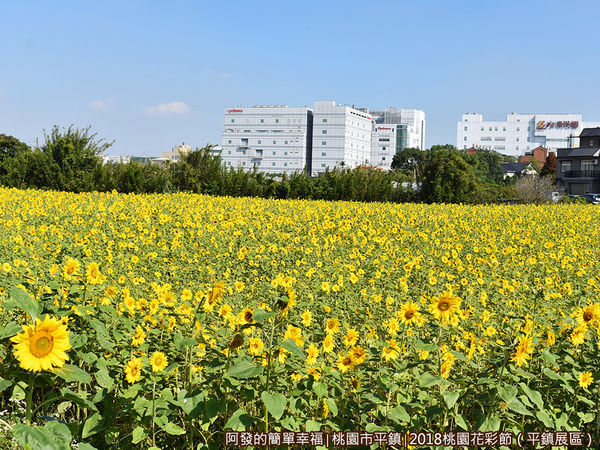 桃園花彩節(平鎮展區)24-向日葵花田II.JPG