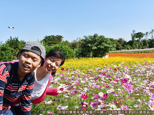 桃園花彩節(平鎮展區)11-大波斯菊花海前留影.JPG