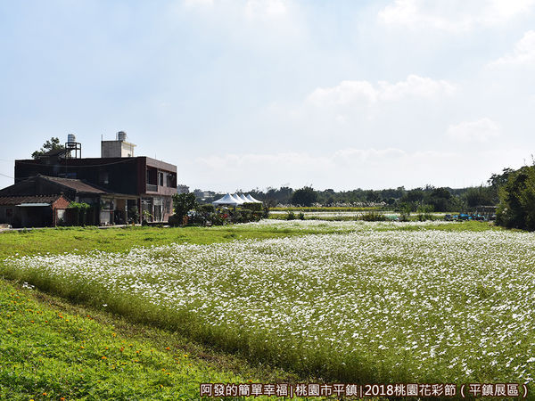 桃園花彩節(平鎮展區)27-白色百日草花海.JPG
