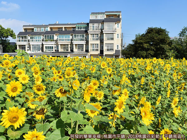 桃園花彩節(平鎮展區)23-向日葵花田.JPG